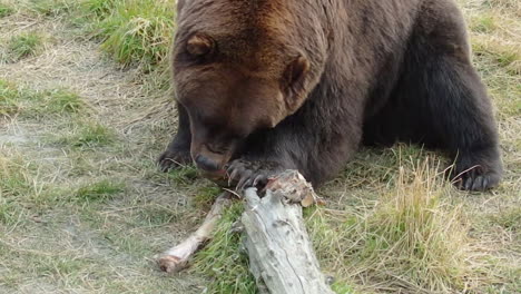 Ein-Großer-Alaska-grizzlybär-Braunbär,-Der-Das-Fleisch-Auf-Einem-Knochen-Von-Einer-Kürzlichen-Mahlzeit-Kaut