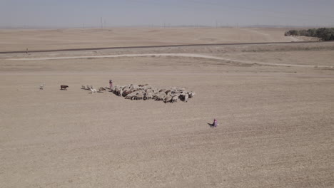 Female-shepherd-with-sheep-in-a-remote-desert-area,-near-large-power-poles-and-a-cargo-train-track,-dry-land-without-crops,-parallax-shot