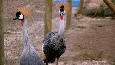 Majestic-grey-crowned-cranes-in-holding-pen-in-sanctuary