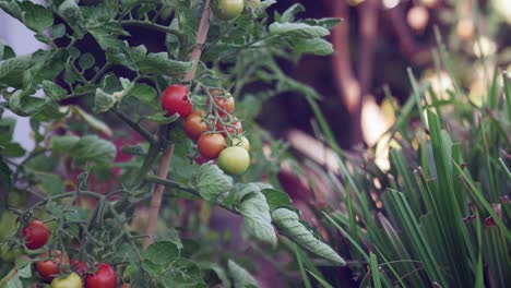 Fresh-juicy-vine-tomatoes-in-a-static-shot-with-a-little-movement