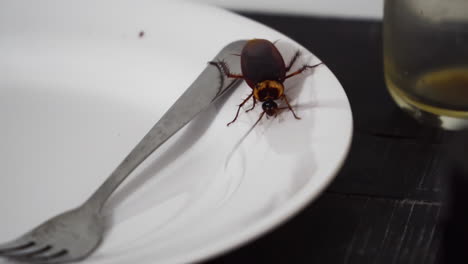 Nasty-Small-Cockroach-Crawling-On-A-Plate.-Handheld