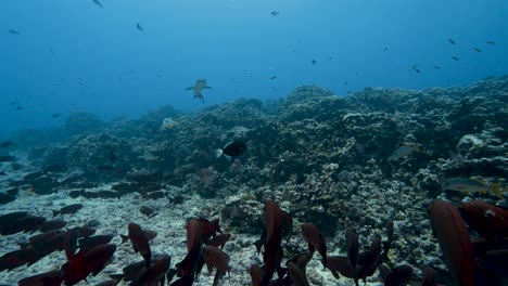 Weißspitzen-Riffhai-In-Klarem-Wasser-Schwimmt-über-Einem-Tropischen-Korallenriff-In-Einem-Atoll-Des-Südpazifik-Mit-Bunten-Rifffischen-Herum