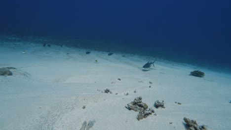 Grauer-Riffhai,-Der-über-Weißem-Sand-In-Der-Nähe-Eines-Tropischen-Korallenriffs-In-Klarem-Wasser-Schwimmt,-Im-Atoll-Von-Fakarava-Im-Südpazifik-Rund-Um-Die-Inseln-Von-Tahiti-1