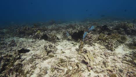 Blue-Jackfish-Auf-Einem-Tropischen-Korallenriff-Im-Südpazifik