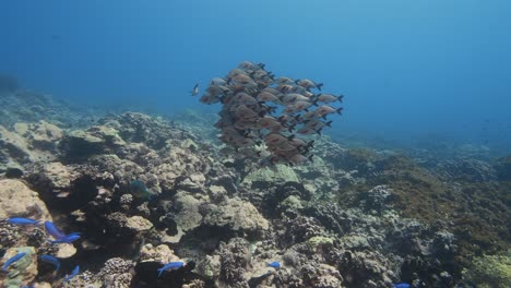 Schule-Pf-Paddelschwanz-Snapper-Auf-Einem-Tropischen-Korallenriff-Im-Klaren-Wasser-Des-Pazifischen-Ozeans-Rund-Um-Die-Inseln-Von-Tahiti