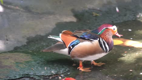 Happy-and-excited-mandarin-duck-drake,-aix-galericulata,-with-stunning-multicolored-iridescent-plumage,-wagging-its-tail,-waddling-into-the-water-and-swim-away,-close-up-shot-at-wildlife-park