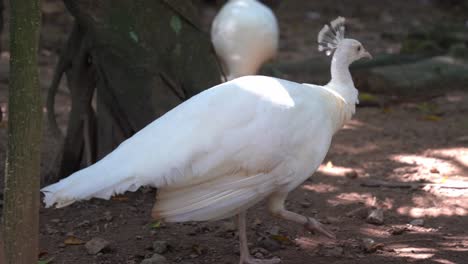 Special-white-peacock,-pavo-cristatus-with-leucistic-mutation,-wondering-around-and-exploring-its-surrounding-environment-in-its-natural-habitat,-bird-sanctuary-wildlife-park