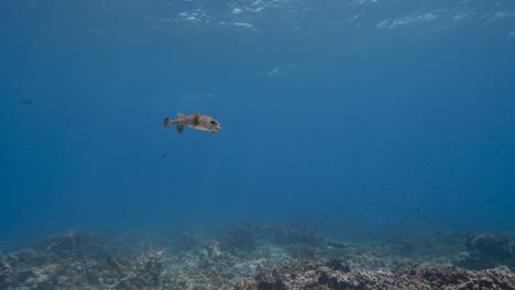 Süßer-Stachelschwein-Kugelfisch,-Der-Sich-An-Einem-Tropischen-Korallenriff-Im-Südpazifik-Um-Die-Inseln-Von-Tahiti,-Französisch-Polynesien,-Nähert