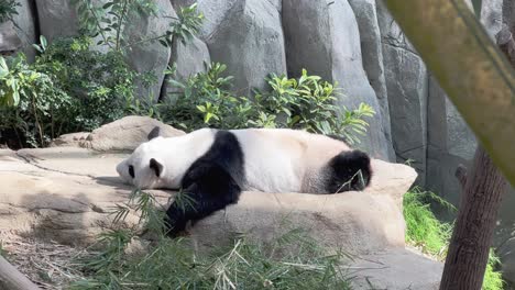 Cinematic-shot-of-a-lazy-giant-panda,-ailuropoda-melanoleuca,-sleep-on-the-belly-on-a-relaxing-afternoon-in-its-habitat-at-Singapore-zoo,-Mandai-wildlife-reserve,-Southeast-Asia