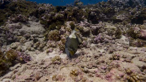 Bunte-Titan-Triggerfische,-Die-Sich-Von-Einem-Seestern-Auf-Einem-Tropischen-Korallenriff-Im-Klaren-Wasser-Des-Pazifischen-Ozeans-Ernähren