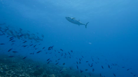 Dogtooth-tuna-in-clear-tropical-water-shot-against-the-ocean-surface-passing-slowly-above-a-coral-reef-in-the-south-pacific