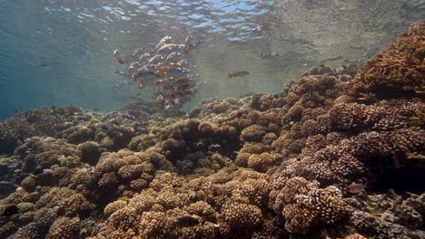 Snapper-Schule-In-Klarem-Wasser-An-Einem-Tropischen-Korallenriff-In-Französisch-Polynesien,-Im-Pazifischen-Ozean-Gegen-Die-Oberfläche-Geschossen