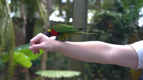 Little-rainbow-lorikeet,-trichoglossus-moluccanus-perching-on-a-sweaty-arm,-sticking-its-tongue-out-and-licking-salty-sweats-on-the-skin-in-bright-daylight,-wildlife-park