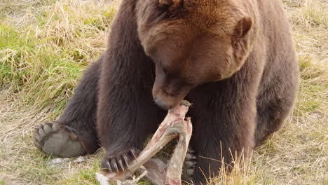 Ein-Großer-Alaska-Braunbär-Grizzlybär-Kaut-Das-Fleisch-Von-Einem-Knochen