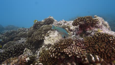 Bunte-Papageienfische,-Die-Sich-An-Einem-Tropischen-Korallenriff-Im-Klaren-Wasser-Des-Pazifischen-Ozeans-Rund-Um-Die-Inseln-Von-Tahiti-Ernähren
