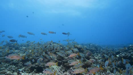 Grey-reef-sharks-behind-a-School-of-snappers-in-clear-water-on-a-tropical-coral-reef-in-french-polynesia,-in-the-pacific-ocean-shot-against-the-surface-in-slow-motion