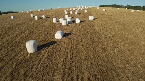 Silage-bales,-also-known-as-baleage-in-a-field