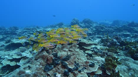 Karettschildkröte-Nähert-Sich-Und-Nähert-Sich-Einem-Tropischen-Korallenriff-Im-Klaren-Wasser-Des-Pazifischen-Ozeans-Mit-Bunten-Rifffischen