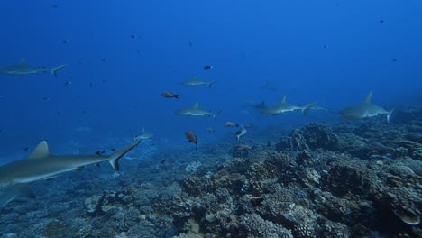 Big-school-of-grey-reef-sharks-patrolling-a-tropical-coral-reef-in-clear-water,-in-the-atoll-of-Fakarava-in-the-south-pacific-ocean-around-the-islands-of-Tahiti-1
