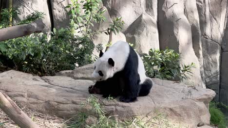 Vulnerable-species,-giant-panda,-ailuropoda-melanoleuca,-woken-up-in-a-sitting-position,-yawning-on-stone-rock-in-animal-sanctuary-at-Singapore-zoo,-Mandai-wildlife-reserve,-Southeast-Asia