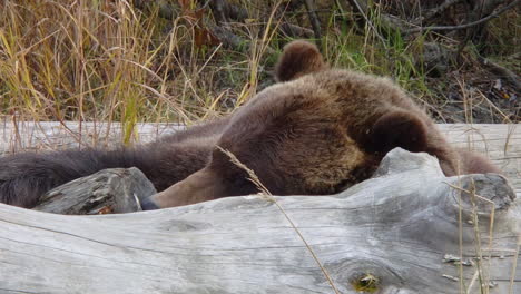 Ein-Großer-Braunbär-Grizzlybär-Schläft-In-Einem-Haufen-Baumstämme-An-Einem-Küstenstrand-In-Der-Wildnis-Alaskas