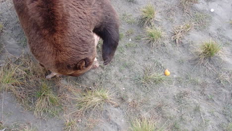 A-large-Alaska-grizzly-bear-brown-bear-carries-off-a-bone-from-a-fresh-meal