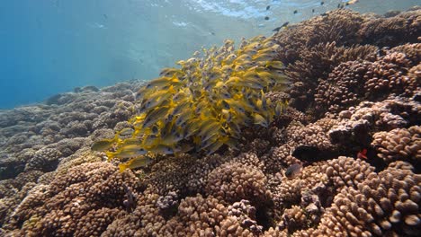School-of-yellow-snapper-in-clear-water-on-a-tropical-coral-reef-in-french-polynesia,-in-the-pacific-ocean-shot-against-the-surface---slow-motion