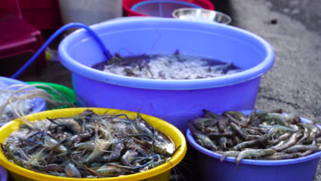 Frisch-Gefangene-Shrimps-Und-Garnelen,-Die-In-Plastikbecken-Mit-Wasser-Verkauft-Werden