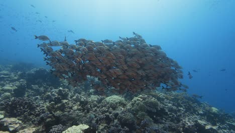 School-pf-paddletail-snapper-on-a-tropical-coral-reef-in-clear-water-of-the-pacific-ocean-around-the-islands-of-Tahiti-shot-in-backlight-and-slow-motion