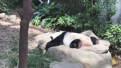 Panda-Gigante,-Ailuropoda-Melanoleuca,-Dormir-Boca-Abajo-En-Una-Tarde-Relajante-En-El-Santuario-De-Animales-En-El-Zoológico-De-Singapur,-Reserva-De-Vida-Silvestre-De-Mandai,-Sudeste-De-Asia,-Toma-Cinematográfica-De-Mano
