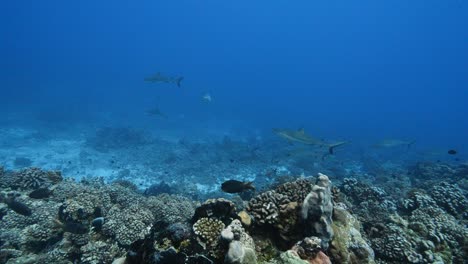 School-of-grey-reef-sharks-in-a-cleaning-station-on-a-tropical-coral-reef-in-clear-water,-in-the-atoll-of-Fakarava-in-the-south-pacific-ocean-around-the-islands-of-Tahiti