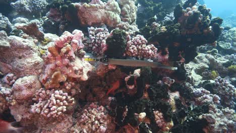 Colorful-Trumpet-fish-on-a-tropical-coral-reef-in-clear-water-coming-close