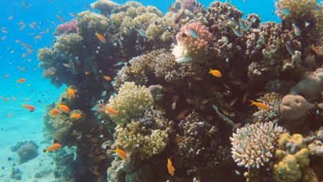Vibrant-coral-garden-reef-with-lots-of-fish-swim-in-a-marine-ecosystem,-slow-motion
