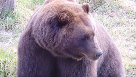 A-closeup-shot-of-a-large-Alaska-brown-bear-grizzly-bear-at-rest