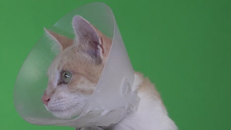 A-close-view-of-a-yellow-kitten-with-an-elizabethan-collar
