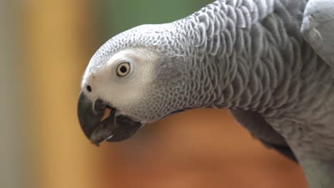 Profile-details-close-up-of-a-wild-congo-African-grey-parrot,-psittacus-erithacus,-walking-around-in-its-natural-habitat,-grooming-its-claw-at-bird-sanctuary,-wildlife-park