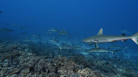 Big-school-of-grey-reef-sharks-patrolling-a-tropical-coral-reef-in-clear-water,-in-the-atoll-of-Fakarava-in-the-south-pacific-ocean-around-the-islands-of-Tahiti