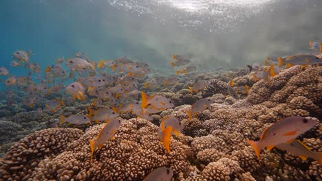 School-of-snapper-in-clear-water-on-a-tropical-coral-reef-in-french-polynesia,-in-the-pacific-ocean-shot-against-the-surface-in-slow-motion