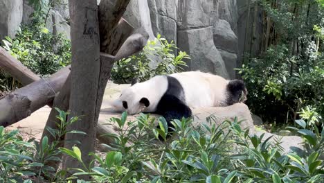 Broll-reveal-shot-of-a-lazy-giant-panda,-ailuropoda-melanoleuca,-sleep-on-the-belly-on-a-relaxing-afternoon-in-its-habitat-with-green-leaves-in-the-foreground-at-Singapore-zoo,-Mandai-wildlife-reserve