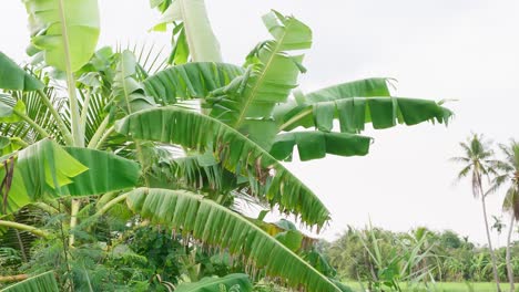 Plantación-De-Plátanos-Con-Campos-Verdes-En-El-Jardín