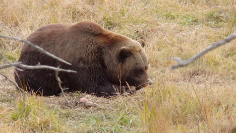 Ein-Großer-Alaska-Braunbär-Grizzlybär-Versteckt-Sich-Im-Hohen-Gras,-Während-Er-Eine-Mahlzeit-Isst