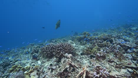 Napolean-Lippfisch-Auf-Der-Suche-Nach-Nahrung-Auf-Einem-Tropischen-Korallenriff-Im-Klaren-Wasser-Des-Südpazifik-Rund-Um-Die-Inseln-Von-Tahiti,-Französisch-polynesien