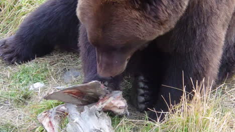 A-large-Alaska-grizzly-bear-brown-bear-sniffs-and-chews-on-a-bone-from-a-recent-meal