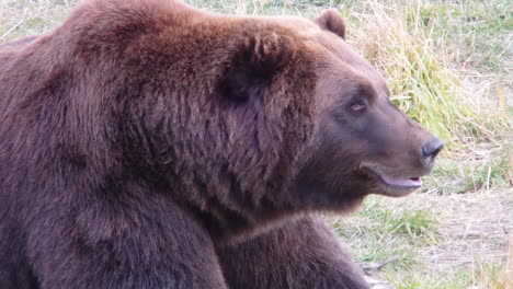 Un-Gran-Oso-Grizzly-De-Alaska-Oso-Pardo-Descansa-Después-De-Comer