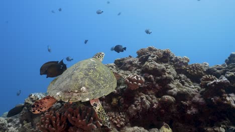 Curious-Hawksbill-sea-turtle-coming-close-on-a-tropical-coral-reef-in-clear-water-of-the-pacific-ocean-with-colorful-reeffish-around