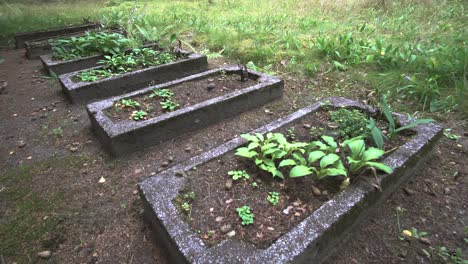 Vergessene-überwachsene-Grabgräber-In-Einer-Reihe,-Litauischer-Wald,-Europa