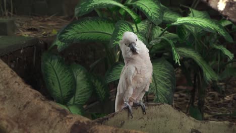 Cockatoo-parrot,-standing-on-wooden-tree-branch-in-front-of-big-green-tropical-plant-leaf