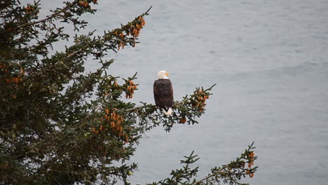 A-bald-eagle-sits-high-in-a-tree-top-overlooking-the-ocean-waves-below-on-Kodiak-Island-Alaska