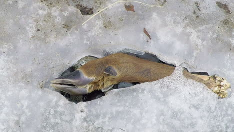 A-deer-hoof-from-a-killed-deer-sits-frozen-in-the-snow-in-the-wilderness-of-Alaska