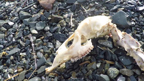 The-skull-of-a-dead-deer-as-found-in-the-wilderness-of-Alaska